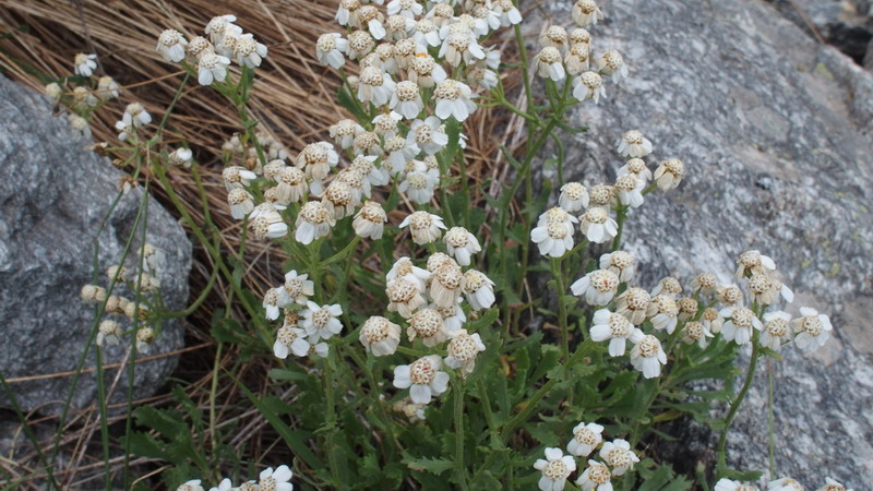 Achillea erba-rotta / Millefoglio erba-rotta